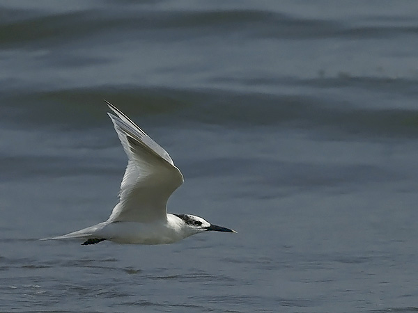 Riuttatiira, Sandwich Tern, Sterna sandvicensis